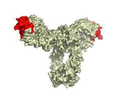 Image of an Antibody Image of an Antibody